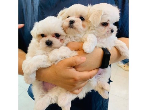 Maltese Köpeği Yavruları