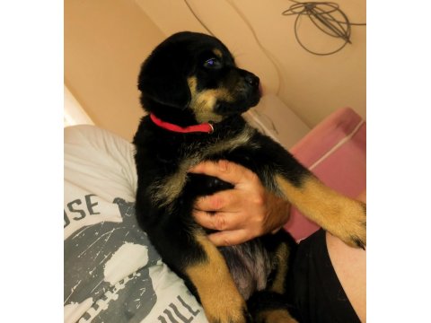 Safkan Dişi Rottweiler Yavru Köpekler