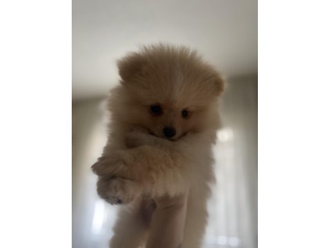 Şirin Pomeranian Yavrumuz Yeni Sahibini Arıyor