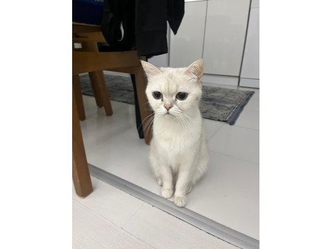 2 Yaşında Dişi Tüm Aşıları Yapılmış Kızana Gelmek Üzere British