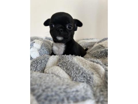 Elma Kafa Küt Burun Chihuahua Bebekler