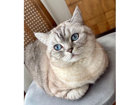 Mars'a Yuva Arıyoruz - Ücretsiz Scottish Straight