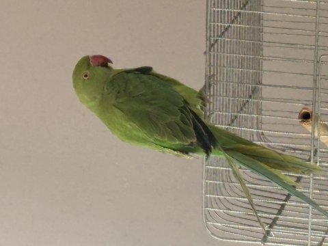 Pakistan Papağanı Alex İçin Sevgi Dolu Bir Yuva Aranıyor