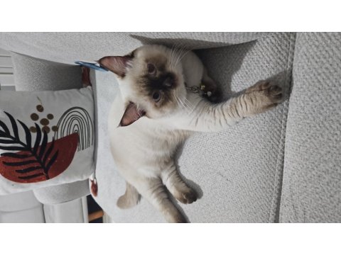 British Shorthair Çikolata Point