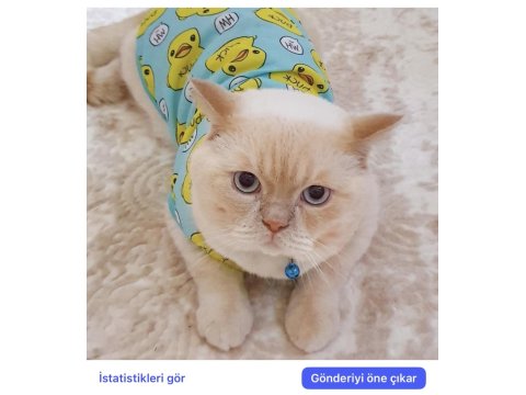 Ücretsiz Sahiplendirme Kedimiz