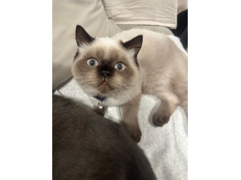 6 Aylık Kedimizi Sahiplendirmek İstiyoruz