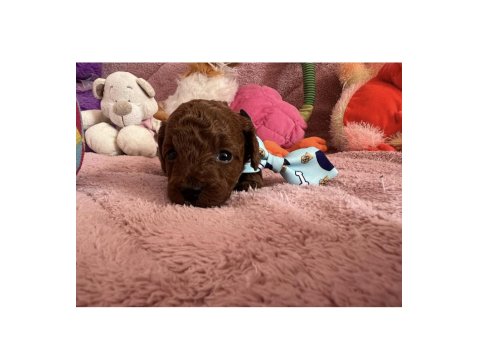 Dark Brown Poodle Çocuklarım