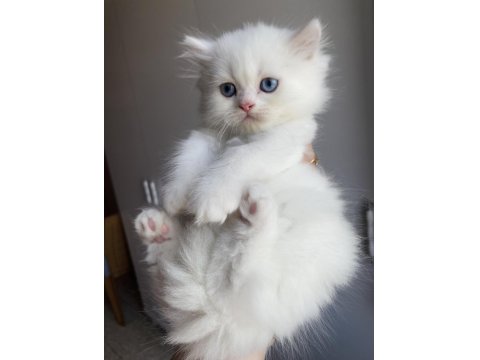 Safkan Beyaz British Longhair Erkek