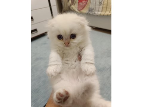 Scottish Fold Ve Scottish Straight Yavrularım