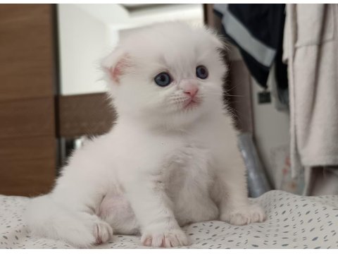 Böylesini Kediyi Zor Bulursun