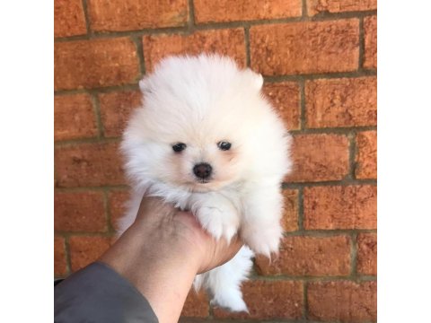 Ayı Surat Pomeranian Yavruları