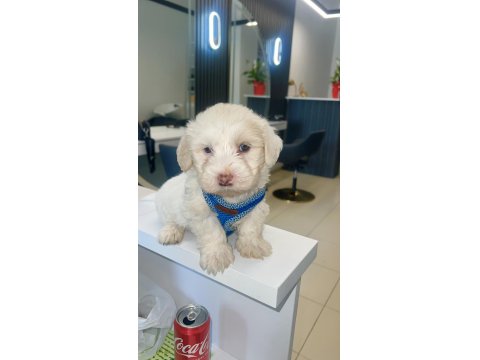 Maltese 2 Buçuk Aylık Erkek