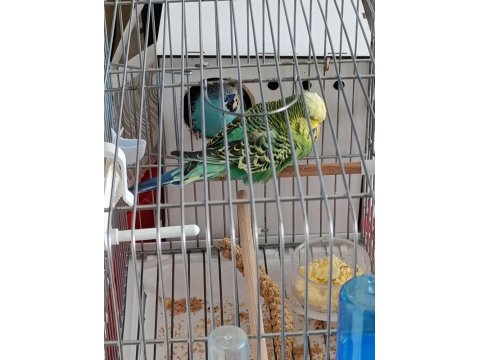 Jumbo Vasıflı Muhabbet Kuşu Takım Yavrulu