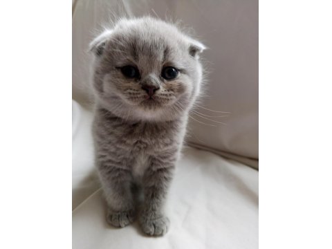 British Shorthair Scottish Fold Yavrular Sahiplendirme