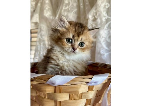 Golden Ve Silver British Longhair Bebekler