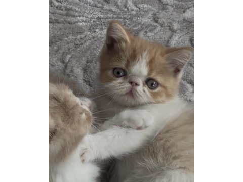 Exotic Shorthair Bebekler Yuvalarını Bekliyor