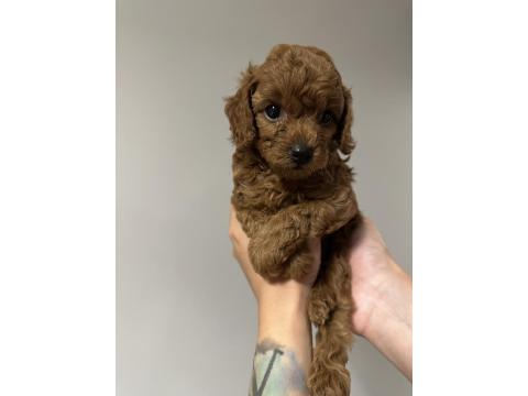 Safkan Toy Poodle Yavrularımız
