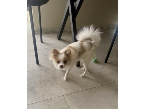 6 Aylık Pomeranian Yavrumuz Tüm Eşyalarıyla Verilecektir