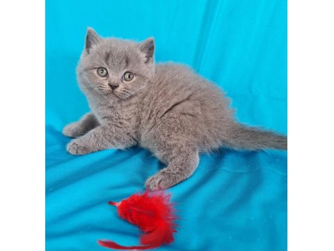 Scottish Yavrular Sahibinden