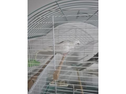 Albino Sultan Papağanı