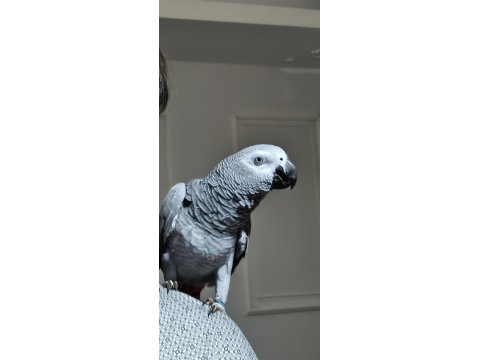 Jako Papağanı 8 Aylık