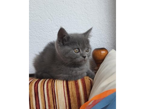 Uygun 2 Aylık Yavru Kedimiz