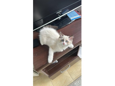 10 Aylık Erkek Bicolor Ragdoll