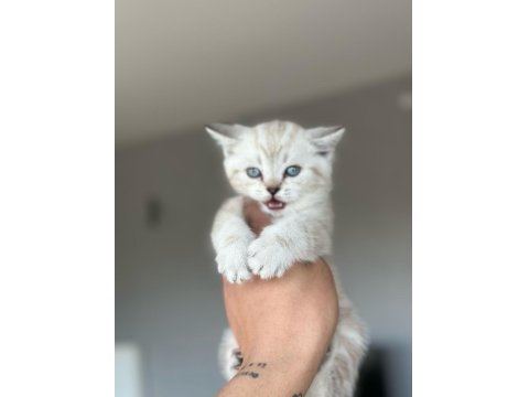 Yavrumuz Yeni Yuvasını Arıyor Ayı Surat British Yavrular