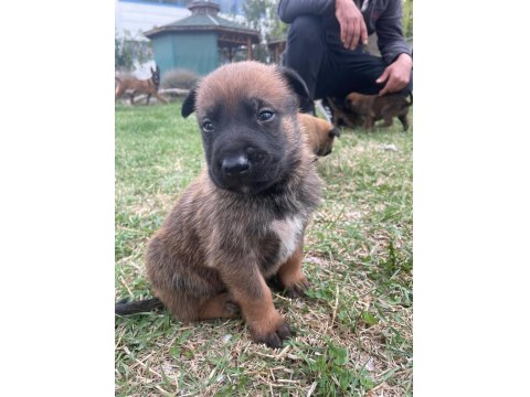1 Aylık Belçika Malinois Yavru