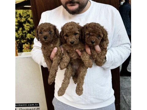 Irk Ve Sağlık Garantili Kore Red Toy Poodle Bebekler