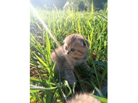 Scotish Fold Yavru Kedimiz