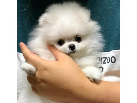 Sevimli Pomeranian Boo Köpekler