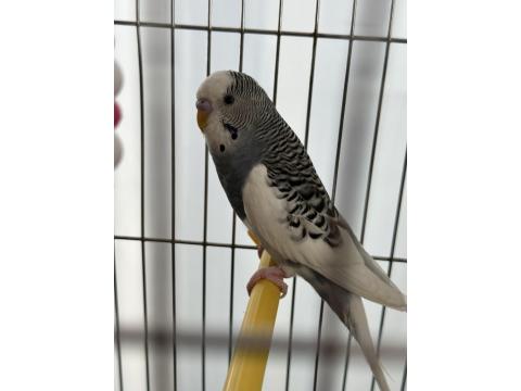 Yavru Muhabbet Kuşumuz