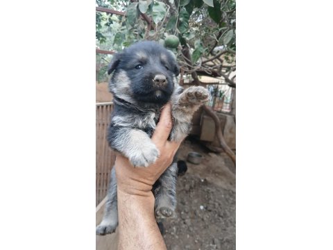 Alman Kurdu Yavrularımız