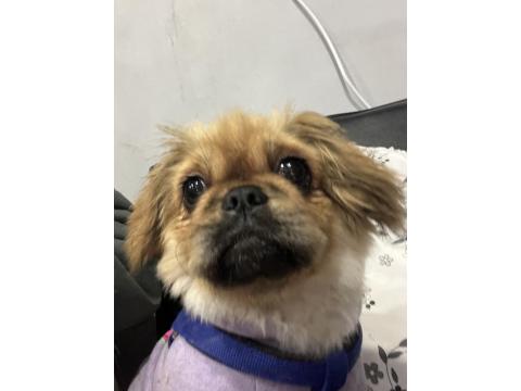 5 Aylık Dişi Pekingesse