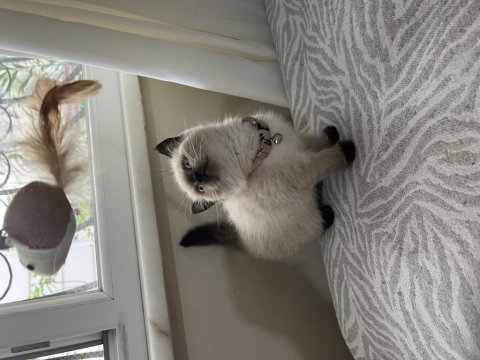 Ayı Surat British Shorthair Bebekler