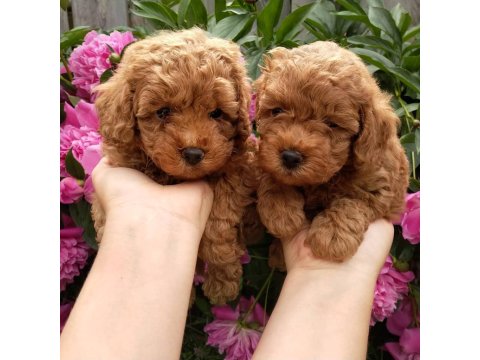 Toy Poodle Sevimli Köpekler