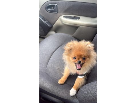 4 Aylık Aşıları Tam Pomeranian