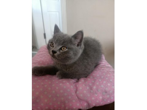 British Shorthair Yavrular Yeni Yuvalarını Arıyorlar