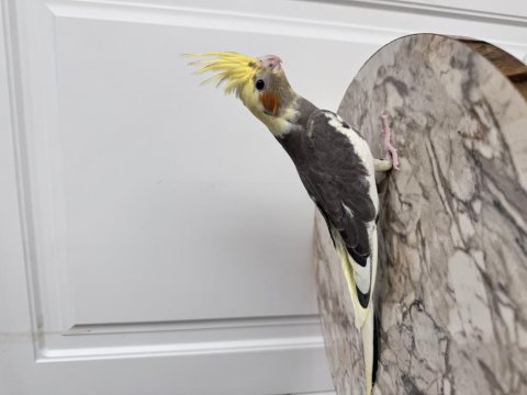 Sultan Papağanı Sahiplendirilecektir