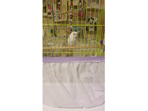 Dişi Albino Forpus Papağanı