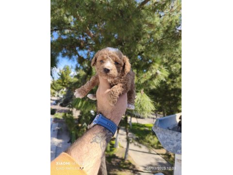 Sevimli Poodle Yavruları Yeni Yuvaya Gitmeye Hazır