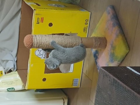 Safkan British Shorthair Yavrularımız