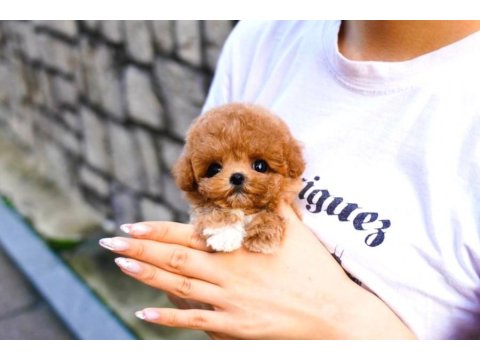 Korean Toy Poodle Yavrularımız