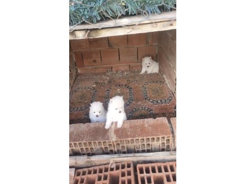 2 Aylık Erkek Spitz