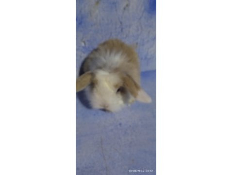 Teddy Lop Tavşanı Bebekler 35 Günlük