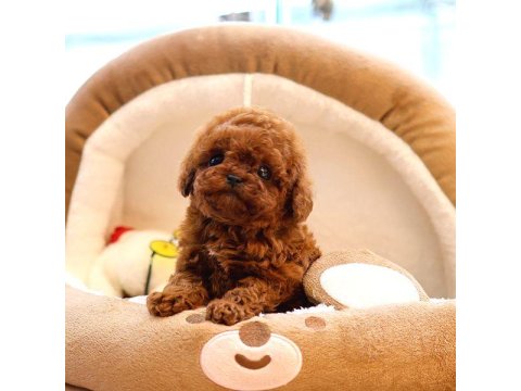Toy Poodle Yavrularım