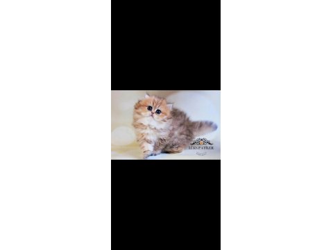 Yumuşak Tüylü Black Golden British Longhair