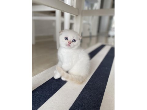 Scottish Fold Kediler