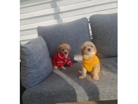 Minyatür Maltipoo Minnaklarım Teslime Hazır